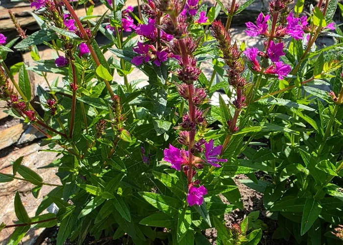 Komfortowy Dom Całoroczny - Sauna, Jacuzzi, Bilard Dom wakacyjny *